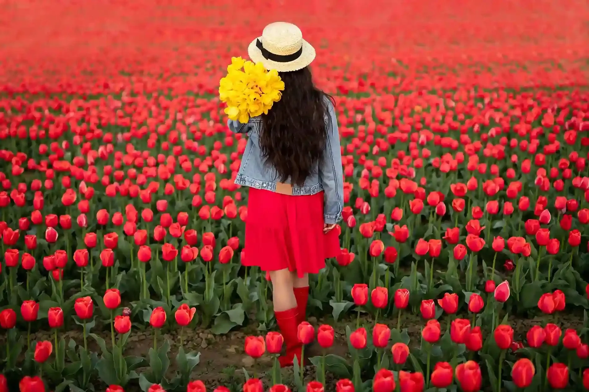 Kashmir Tulip Festival Package.